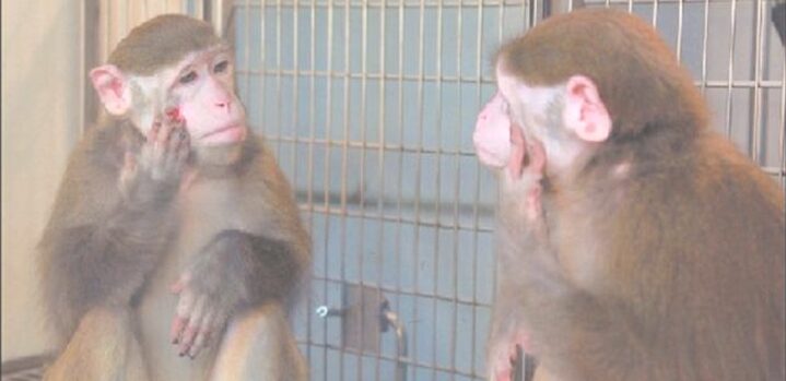 Arti Mimpi Digigit Monyet dalam Primbon Jawa