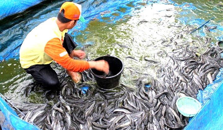 20+ Mimpi Menangkap Ikan Lele Di Sungai Togel