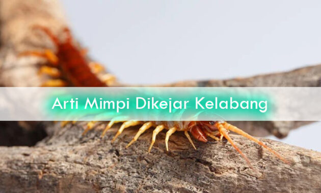 Arti-Mimpi-Dikejar-Kelabang