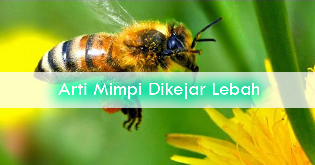 6+ Apa Arti Mimpi Lebah Menurut Islam