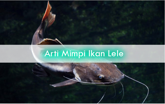 9+ Arti Mimpi Dikejar Lele Besar