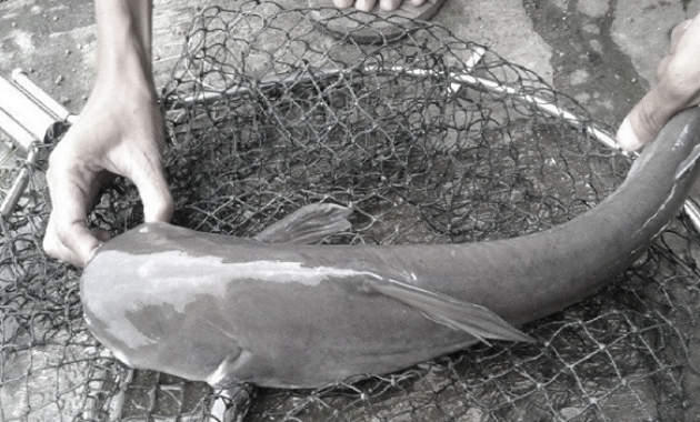 kode alam ikan lele