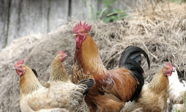 Arti Mimpi Melihat Ayam Menurut Islam dan Primbon Jawa