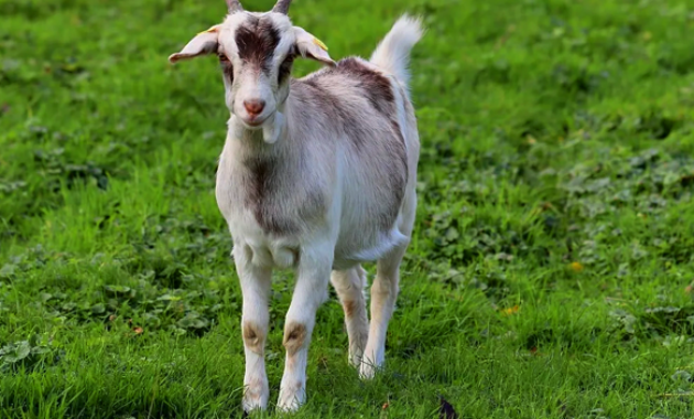 Arti Mimpi Melihat Kambing, Tafsir Menurut Islam dan Primbon Jawa