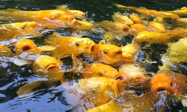 Arti Mimpi Tentang Ikan Menurut Tafsir Islam, Primbon Jawa