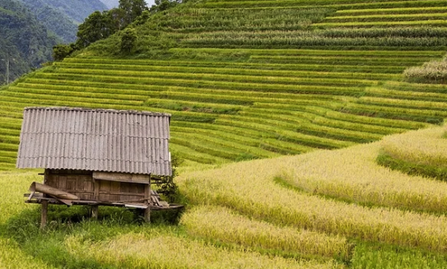 Arti Mimpi melihat sawah menurut islam dan primbon jawa