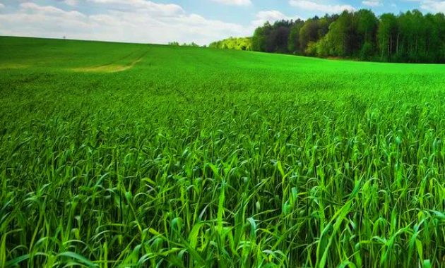 tafsir arti mimpi melihat sawah dalam buku mimpi