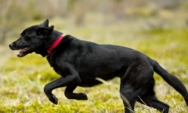 Arti Mimpi Anjing Hitam dan Makna yang Mendalam