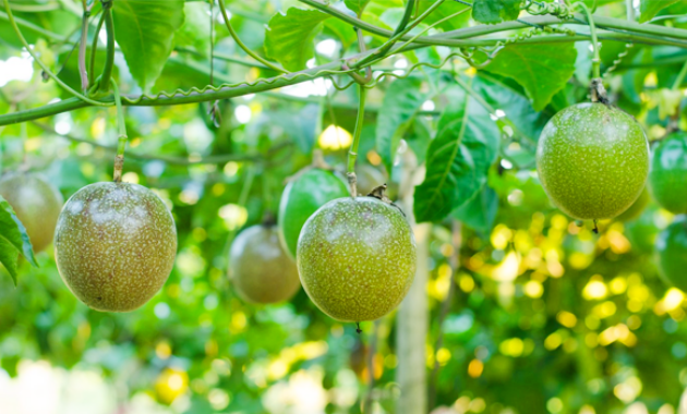 Arti Mimpi Buah Markisa dalam Berbagai Konteks