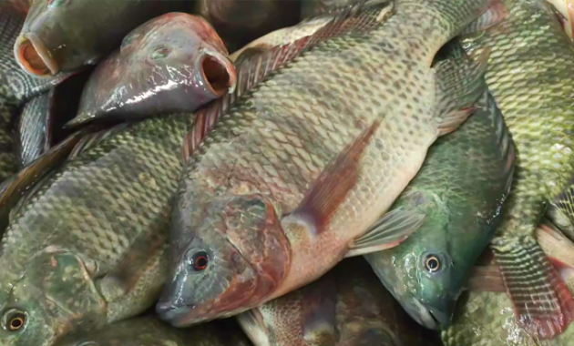 Arti Mimpi dari Ikan Mujair dalam Berbagai Interpretasi