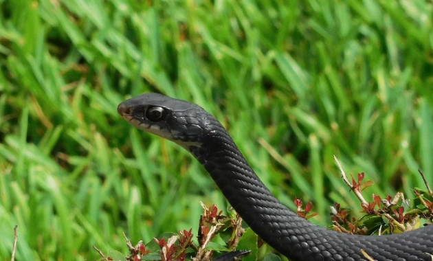 Arti Mimpi tentang Ular Hitam yang perlu diwaspadai