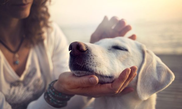 Arti Umum tentang Mimpi Memelihara Anjing