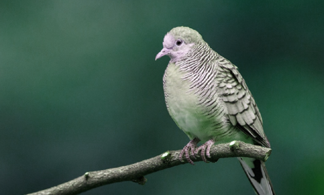 Kumpulan Arti Mimpi Burung Perkutut dan Maknanya