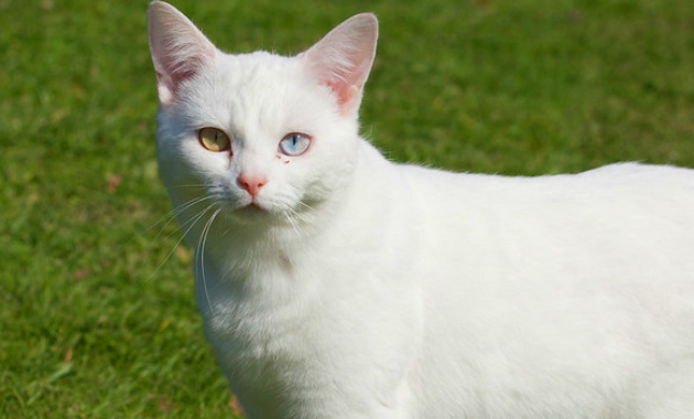 Kumpulan Arti Mimpi dan Makna Mimpi Kucing Putih