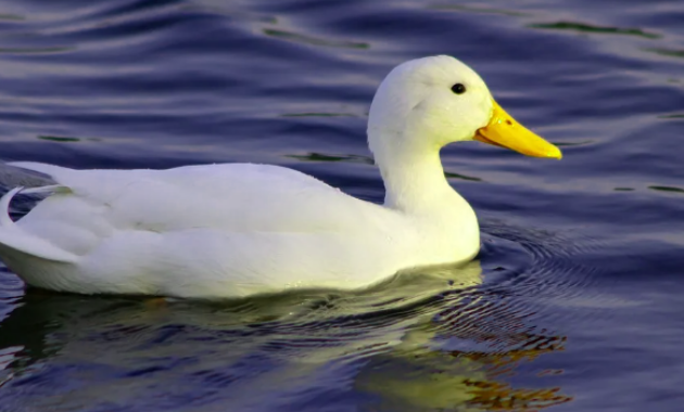 Makna dalam Mimpi Tentang Bebek