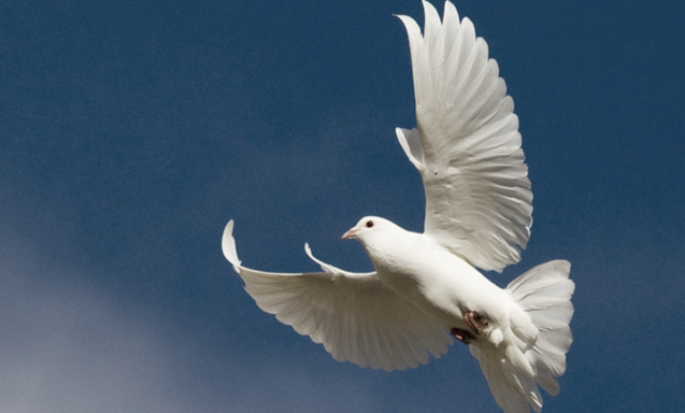 Makna dari Mimpi Burung Merpati