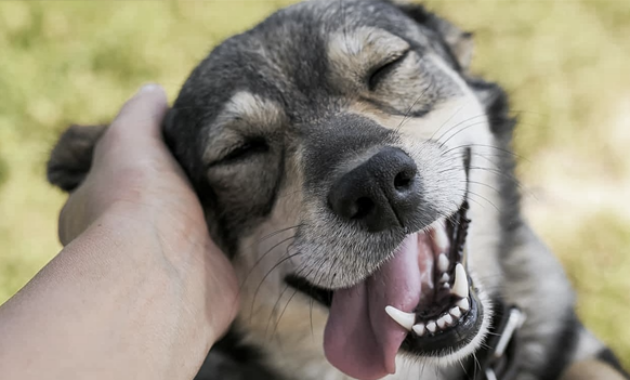 Tafsir Mimpi Memelihara Anjing dan Pesan yang Disampaikannya