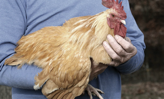 Tafsir Umum Mimpi tentang Menangkap Ayam
