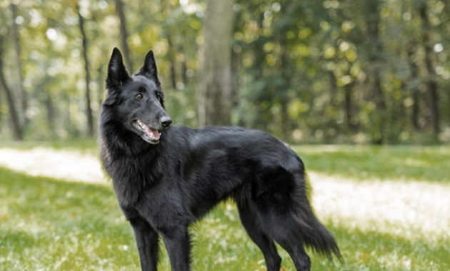 Arti Mimpi Anjing Hitam dan Makna yang Mendalam