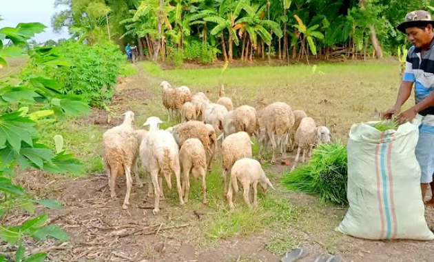 Arti Mimpi Menggembala Kambing