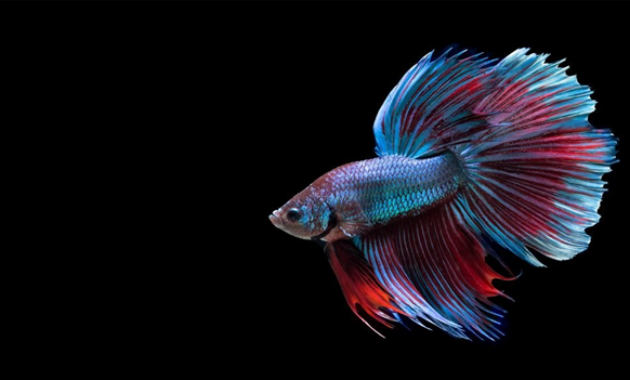 Arti dan tafsir umum Mimpi tentang Ikan Cupang