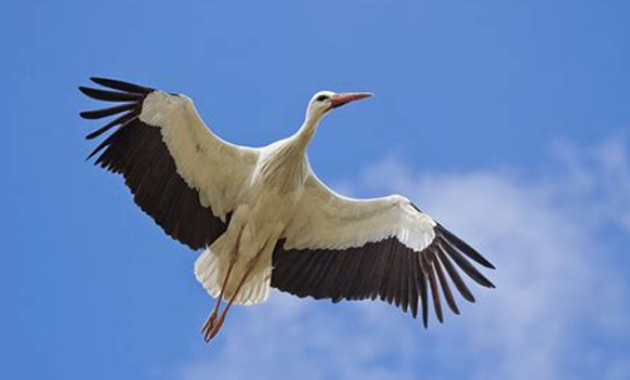 Tafsir Umum dari Mimpi Burung Bangau