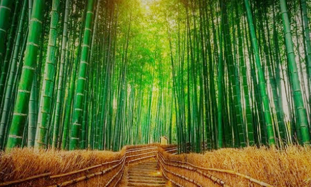 Arti Mimpi Melihat bambu